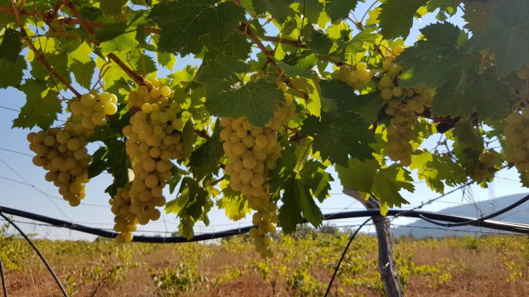 Parral tradicional con uva blanca de Almería y viña vieja, origen de la tradición de las 12 uvas