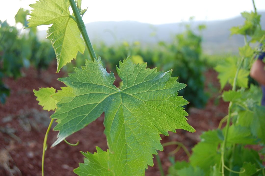 Hoja de viña con viñedo ecológico y Sierra Nevada de fondo, agricultura regenerativa