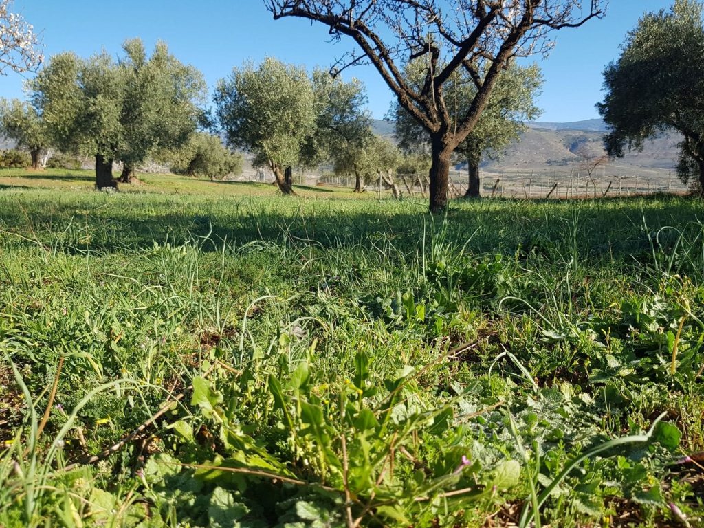 Cubierta vegetal entre olivos y almendros en Cortijo El Cura, suelo vivo y biodiversidad