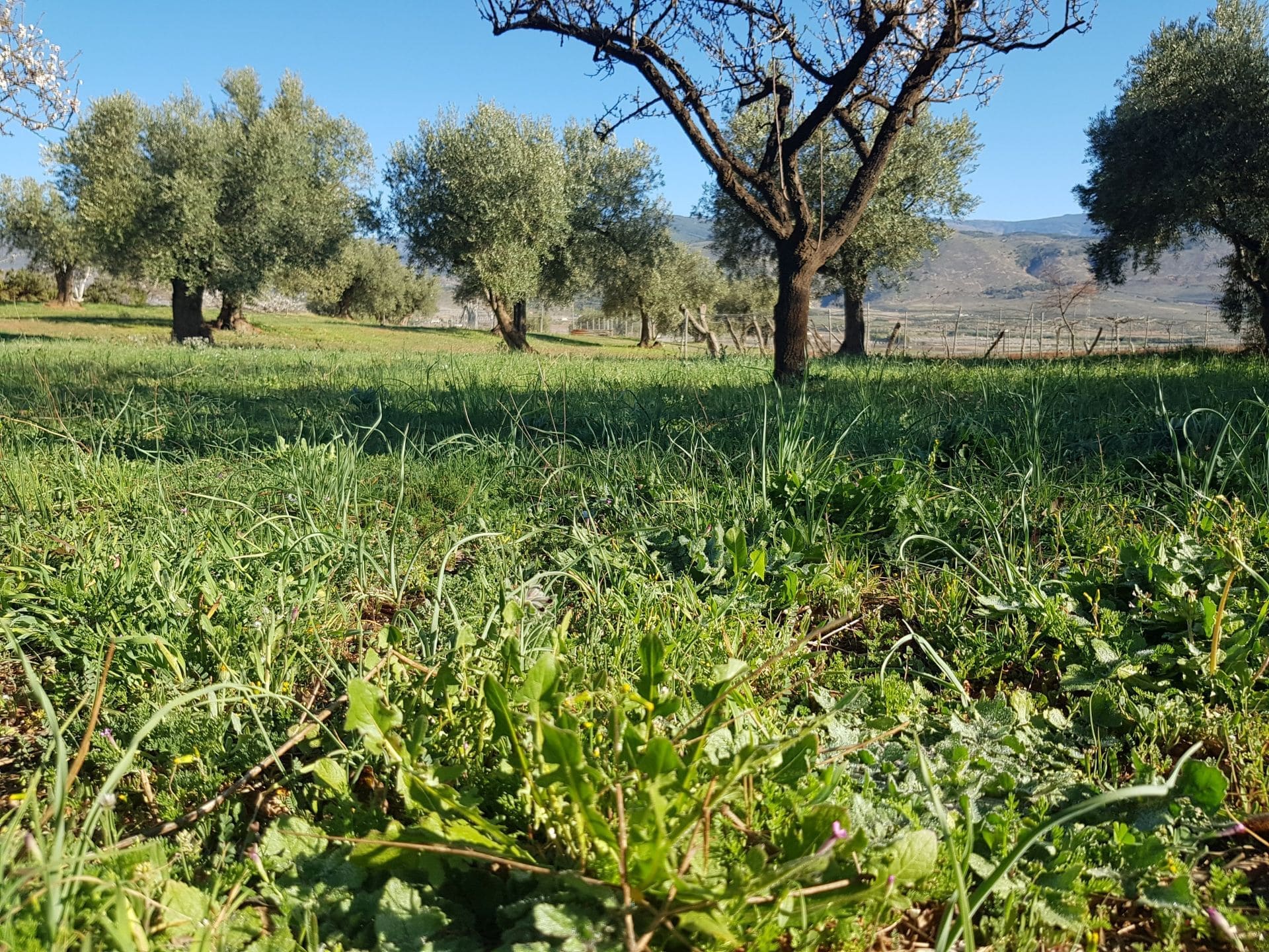 Cubierta vegetal entre olivos y almendros en Cortijo El Cura, suelo vivo y biodiversidad