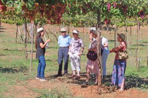 Visita guiada al parral tradicional con degustación de uva