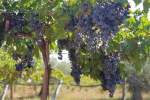 Parral tradicional de uva de mesa en Almería